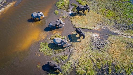 Helicopter tour to the elephant sanctuary and Okavango Delta