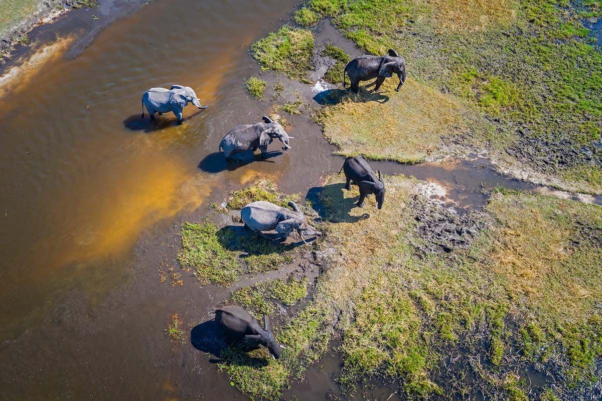 Lawatan helikopter ke kawasan perlindungan gajah dan Delta Okavango