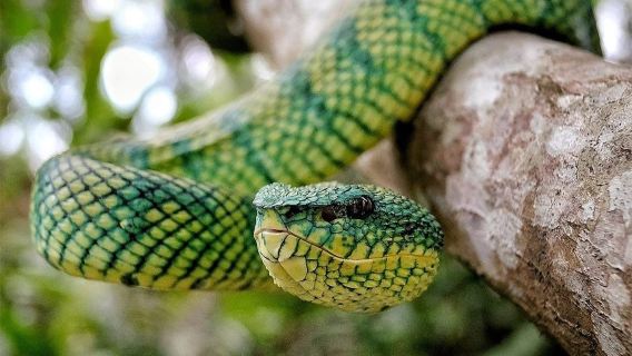 Bali Reptile Park: Entry Ticket