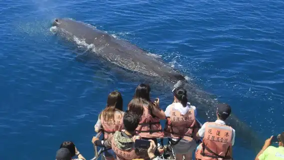Hualien whale watching | Doloman Ocean Whale Watching Tour Experience
