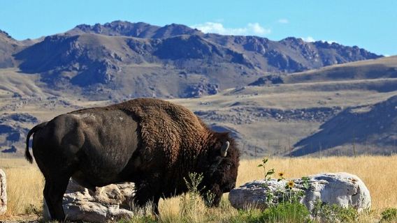 Salt Lake CityTours