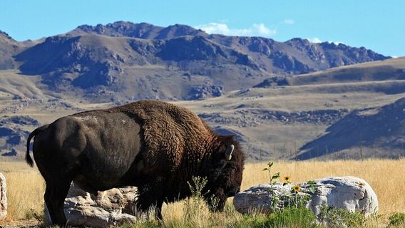 Tooele CountyTours
