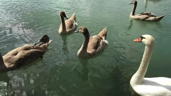 Windermere and Lake District Tour from Liverpool [English-speaking Group]