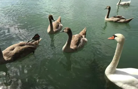 利物浦出發的溫德米爾湖及湖區之旅【英文團】