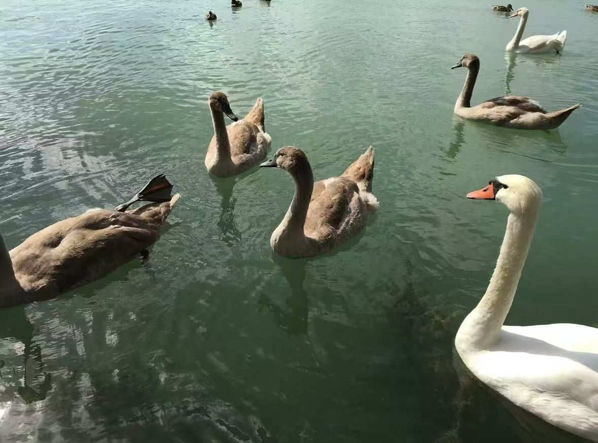 リバプール発 ウィンダーミア湖と湖水地方ツアー【英語ガイド】