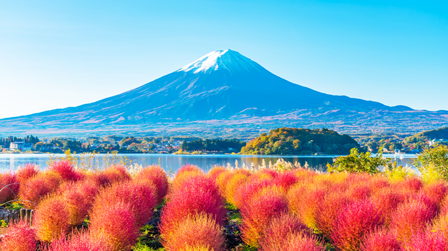 富士山七景INS熱門打卡，網紅羅森，河口湖大石公園一日遊