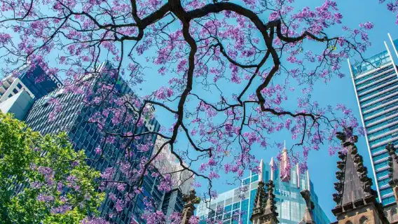 諮詢後下單/澳大利亞悉尼歌劇院邦迪海灘皇家國家公園雪梨大學/機場/點對點用車/旅遊旅行司導/專車服務