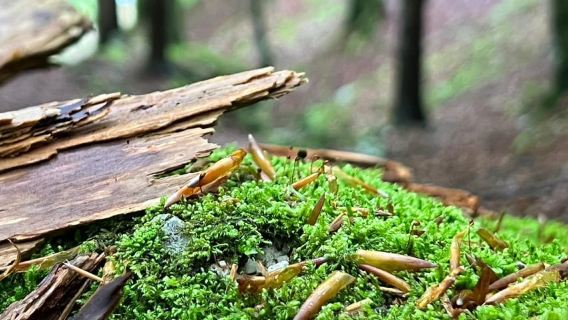 From Ljubljana: Triglav National Park Tour (Private)