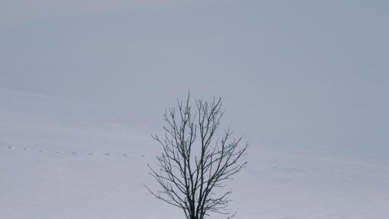 日本北海道旭川美瑛｜白鬚瀑布｜孤獨聖誕樹｜札幌來回｜中文專車