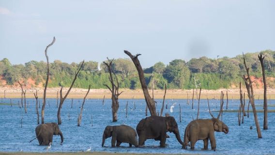 Kaudulla National Park: Private Safari