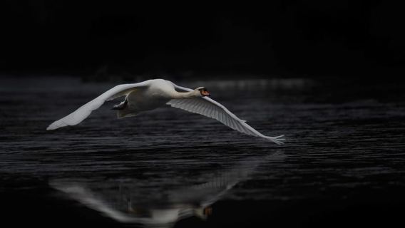Beginners Wildlife Photography Workshop