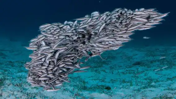 El Nido: Manta Ray Diving Experience in Sibaltan