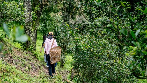 南糯山一日遊【西雙版納文旅大補貼/雨林古茶山雨林徒採/採茶】