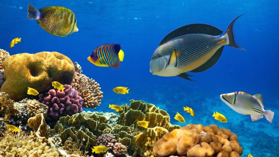 Pattaya Koh Samet Five Island Tour/Lazy 4 Island Tour [VIP small group snorkeling trip]|Island hopping]