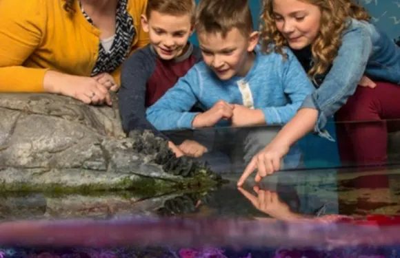 SEA LIFE Charlotte-Concord Aquarium 入場門票成人