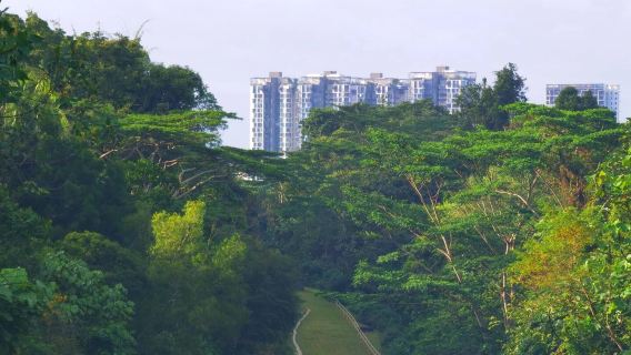 Singapore day tour: Bukit Timah Nature Reserve Visitor Centre + Night Safari