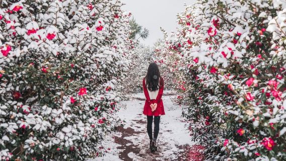 濟州島西南線一日遊｜冬季限量｜漢拿山｜追海豚｜小羊｜15人團