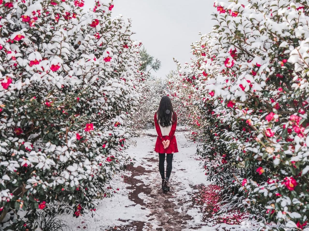 濟州島西南線一日遊｜冬季限量｜漢拿山｜追海豚｜小羊｜15人團