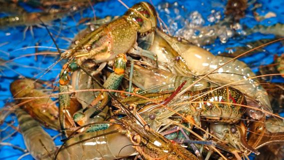 Shenzhen: Zhoushi Seafood Steam Live Seafood Buffet [Fresh seafood steamed on the spot + unlimited variety of seafood, seafood feast, valid at multiple locations]