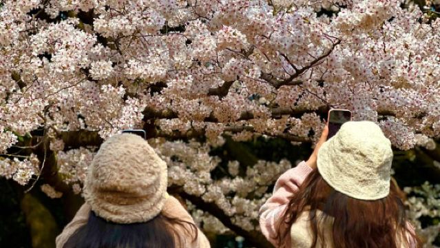 Jeju South: Cherry Blossom Tour & Tangerine Cafe