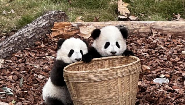 Chengdu Zoo - Global Center - Nightlife on Jinjiang River 5/7-Seater 1-Day Private Charter with English Guide