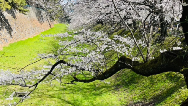 日本名古屋市區經典一日遊【中文司機+行程可調+酒店接送】