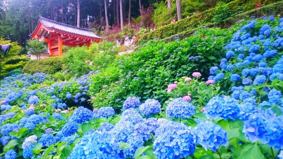 京都ワンデーツアー紫陽花と古寺巡礼｜平等院+三室戸寺+萬福寺｜昼食付き