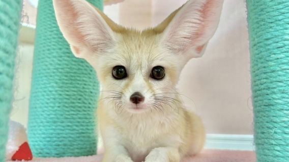 [Fennec House]與超萌耳廓狐互動課程體驗方案