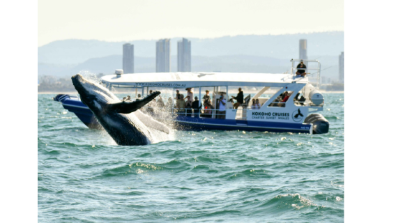 Gold coast whale watching cruise [multiple cruises, time slots and durations to choose from, high whale sighting rate]