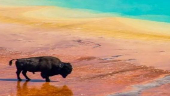 Salt Lake City + Taman Negara Yellowstone, Amerika Syarikat - Lawatan Sehari / Itinerari Boleh Dilaras - Boleh Dikustomisasi