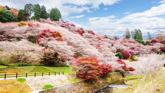 [出発保証] 名古屋発 秋の香嵐渓＋中山道馬籠宿＋江名峡とさらに表示 日帰りツアー