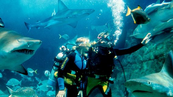 Shark Dive Xtreme at Sea Life Melbourne