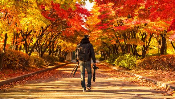 Eendaagse tour naar Nami-eiland en Morning Calm Arboretum in Zuid-Korea (Vertrek vanuit Seoul • Gids in Chinees en Engels)