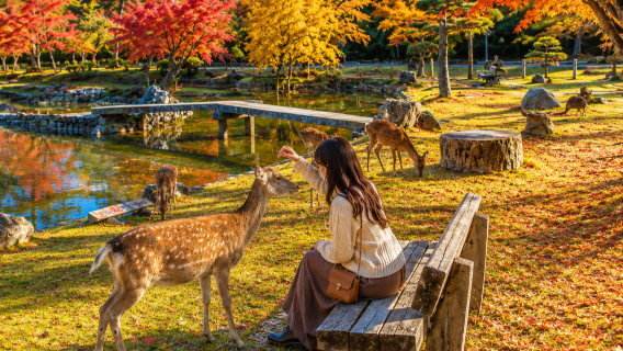 [Guaranteed group] Kyoto Arashiyama + Fushimi Inari Taisha + Nara Park 1-day tour