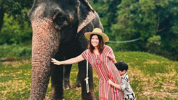 Chiang Mai Yapışkan Şelale + Köpekli Fil Kahvesi Yarım Günlük Tur [Opsiyonel Dışkı Kağıt Parkı]