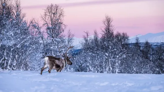 From Tromsø: Reindeer Feeding and Sami Experience with Lunch