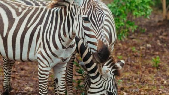 Zanziba: Explore wildlife Safari park, animals & turtle swim