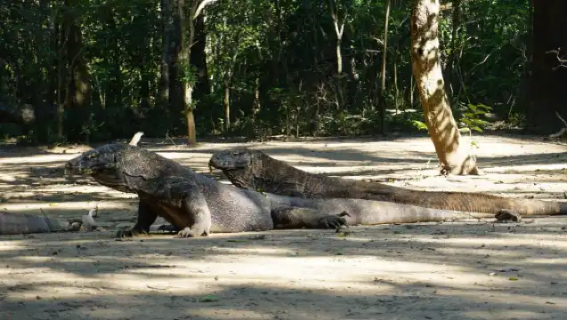 科莫多快艇一日遊|帕達爾島+科莫多島+粉紅沙灘快艇、浮潛