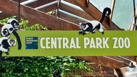 Nueva York: Recorrido a pie por más de 30 lugares de interés turístico + Entrada al Zoológico de Central Park