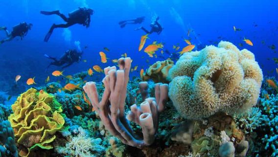 Sharm El SheikhTours