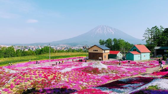 北海道二世谷芝櫻浪漫之旅兩大花園一日遊|贈送當地產冰淇淋