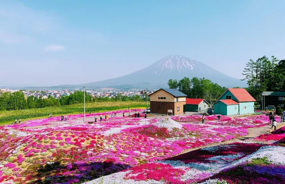 北海道二世谷芝櫻浪漫之旅兩大花園一日遊|贈送當地產雪糕