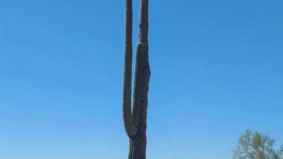 鳳凰城日遊