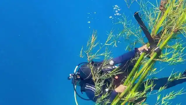 新北龍洞體驗潛水水肺潛水2小時【新北｜貢寮龍洞潛水體驗｜免證照】