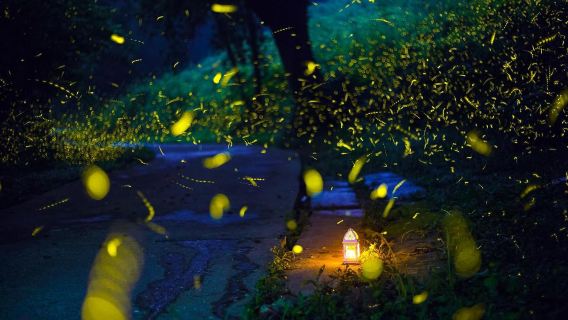 Shandong Linyi: Heavenly King City + Firefly Water Cave + one-day tour/ No shared tour Tour / guide O