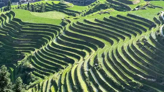 龍脊梯田一日私人健行之旅：從平安寨到舊壯寨