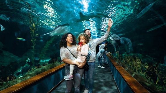 Loro Parque: Entry Ticket + Lunch