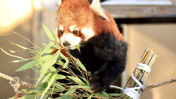 北海道旭山動物園美瑛青池精靈露台一日遊【送旭山動物園入場門票】