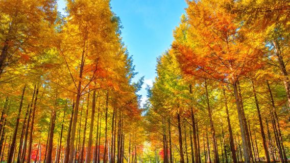 Seoul Round Round-trip- Nami Island + Legoland one-day tour