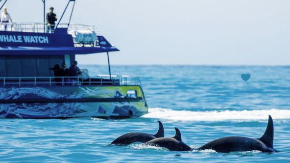 Tour di osservazione delle balene a Kaikoura (crociera/volo facoltativo)